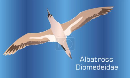 Albatros sobre fondo abstracto - Ilustración, Albatros con alas extendidas