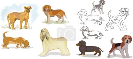 Téléchargez les photos : Chiens beagle, afghan hound, basset hound, bullmastiff dessin animé mignon dessin animé coloriage ensemble animaux sur un fond blanc séparément - en image libre de droit