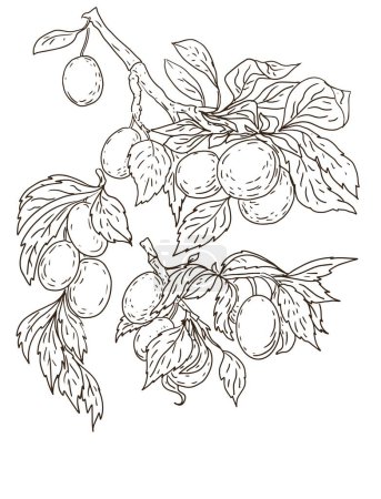 Plum branch leaves fruit fruit coloring book on a white background antistress graphics engraving tattoo nature background