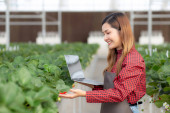 Entrepreneur young asian woman check cultivation strawberry with happiness for research with laptop computer in farm greenhouse, female examining strawberry with agriculture, small business concept. Poster #648013628