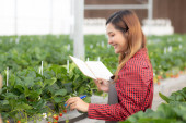 Entrepreneur young asian woman check cultivation strawberry with happiness and writing on note for research in farm greenhouse, female examining strawberry with agriculture, small business concept. Poster #649328794