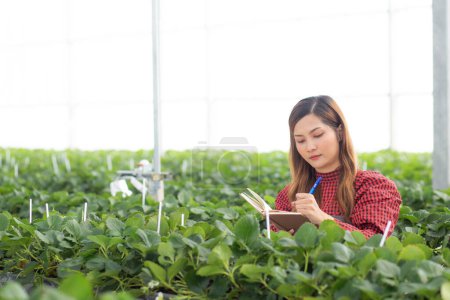 Entrepreneur young asian woman check cultivation strawberry with happiness and writing on note for research in farm greenhouse, female examining strawberry with agriculture, small business concept. Poster 650472376