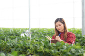 Entrepreneur young asian woman check cultivation strawberry with happiness and writing on note for research in farm greenhouse, female examining strawberry with agriculture, small business concept. mug #650472376