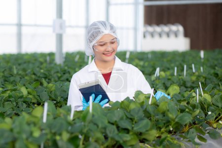 Young asian woman check cultivation strawberry with happiness for research with digital tablet in farm greenhouse laboratory, female examining strawberry with agriculture, small business concept. Poster 655672492