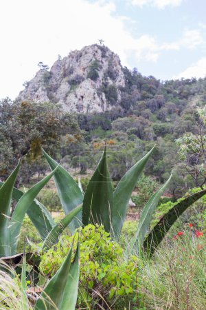 Photo for Vertical photo of landscape with large maguey in front of mountain - Royalty Free Image
