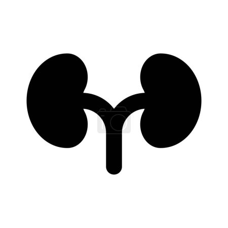 Human renal system organ, human organ, icon of kidneys