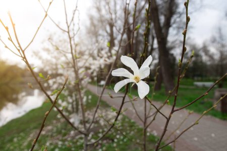 Foto de Árbol de magnolia floreciente primavera. primer plano - Imagen libre de derechos