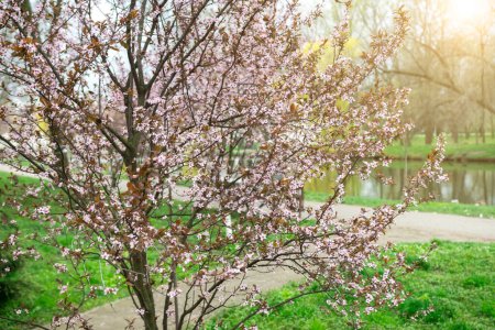 Foto de Árbol floreciente de primavera. paisaje natural al atardecer - Imagen libre de derechos