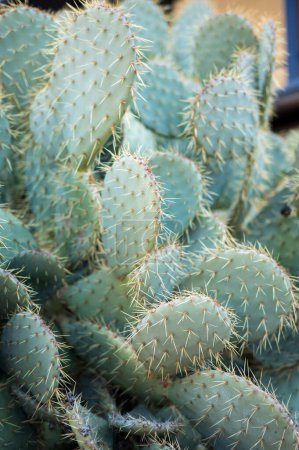 Photo for Nature's Living Sculpture: An Up-Close Look at the Fascinating World of Cacti - Royalty Free Image