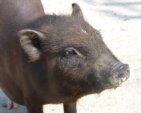 Ein kleines Porträt eines schwarzen Schweins.