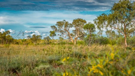 Ein Hakea-Baum steht bei Sonnenuntergang allein im australischen Outback. Pilbara Region, Westaustralien, Australien