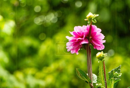 Foto de Rosa hermosa flor de Dhalia primer plano sobre un fondo borroso verde - Imagen libre de derechos