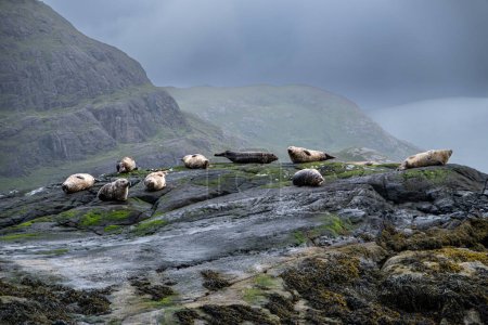 Seals at Loch Coruisk and the Cuillin mountains, Isle of Skye