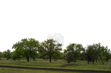 Foto de Árboles verdes durante el clima nublado - Imagen libre de derechos