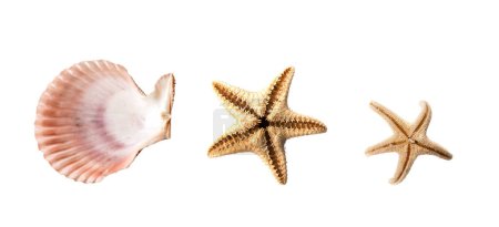 Trio coquillage et étoiles de mer isolé sur fond blanc.