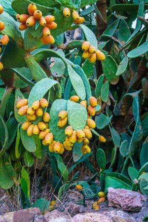 Téléchargez les photos : Opuntia ficus-indica, Prickly pear ou Palera. Espagne. - en image libre de droit