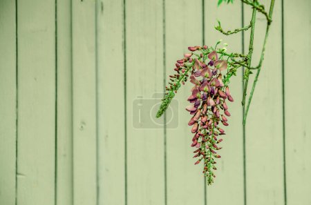 Wisteria flower on green background.