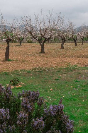 Mandelbäume blühen in der Region Murcia.