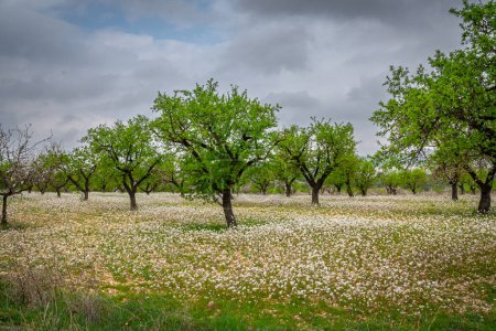 Almond trees in bloom in the Region of Murcia.