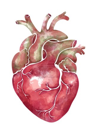 Foto de Hand-drawn watercolor anatomical heart in soft pink and green tones. - Imagen libre de derechos