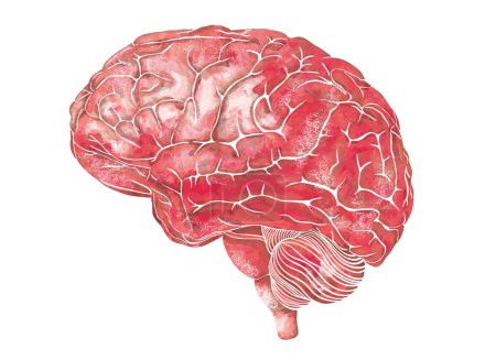 Téléchargez les photos : Structure du cerveau humain. Vue latérale. Illustration d'anatomie d'aquarelle médicale. Dessiné à la main élégant art du cerveau anatomique. - en image libre de droit