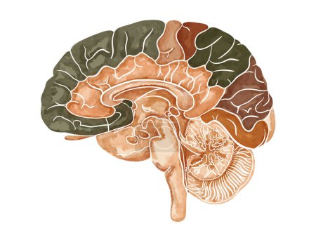 Structure of the human brain. Sagittal section. Medical watercolor anatomy illustration isolated on white background.
