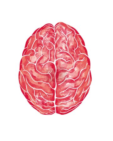 Ilustración de Watercolor anatomical human Brain in superior View. Brain illustration isolated on white background. Vector medical art. - Imagen libre de derechos