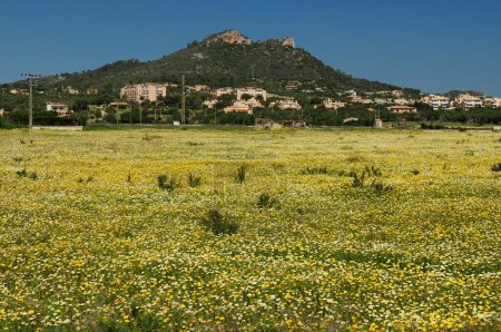 Téléchargez les photos : Prairie colorée avec des fleurs sauvages en fleurs à Cala Millor Mallorca sur une merveilleuse journée ensoleillée de printemps avec un ciel bleu clair - en image libre de droit