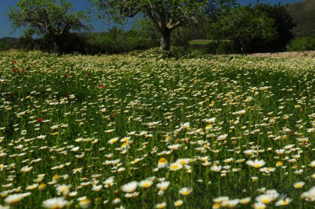 Colorful Meadow With Blooming Wildflowers In Cala Millor Mallorca On A Wonderful Sunny Spring Day With A Clear Blue Sky