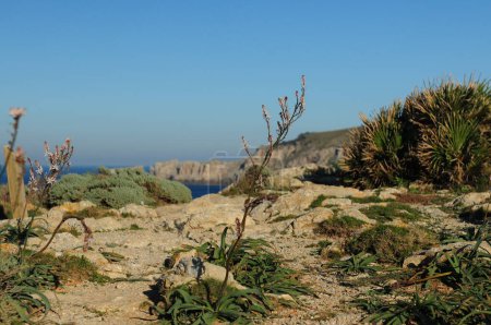 Untouched Vegetation At The Rocky Coast In Cala Rajada Mallorca On A Wonderful Sunny Spring Day With A Clear Blue Sky