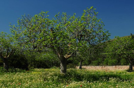 Almond Tree Amidst Blooming Wildflowers In Cala Millor Mallorca On A Wonderful Sunny Spring Day With A Clear Blue Sky