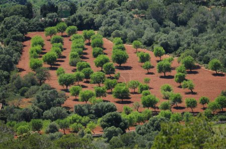 Blick von der Kapelle Santuari De La Consolacio auf eine Gruppe Mandelbäume Mallorca an einem wunderschönen sonnigen Frühlingstag