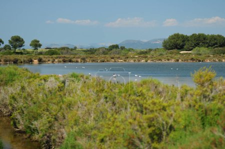 Wild Birds Resting In The Nature Reserve Platja Des Trenc Mallorca On A Wonderful Sunny Spring Day With A Clear Blue Sky
