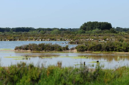 Wetlands In The Nature Reserve Platja Des Trenc Mallorca On A Wonderful Sunny Spring Day With A Clear Blue Sky