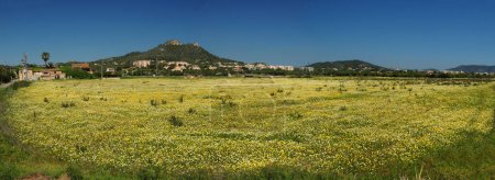 Panorama View To A Colorful Meadow With Blooming Wildflowers In Cala Millor Mallorca On A Wonderful Sunny Spring Day With A Clear Blue Sky