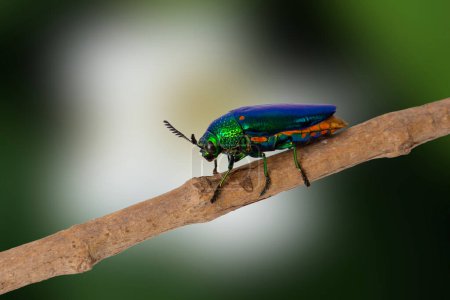 Photo for Close up photo of beautiful and brightly colored Jewel beetle stand on tree branch in nature. - Royalty Free Image