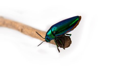 Photo for Close up photo of beautiful and brightly colored Jewel beetle stand on branch on white background. - Royalty Free Image