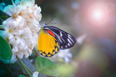 Téléchargez les photos : Papillons colorés à la recherche de nectar sur le pollen sur fond flou de jardin sous les lumières et bokeh. - en image libre de droit