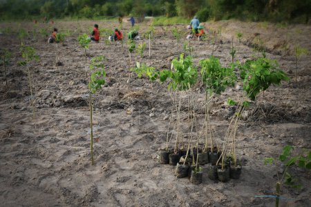 Foto de Población local y voluntarios ayudan a la reforestación para mejorar el medio ambiente en el futuro según el concepto de Objetivos de Desarrollo Sostenible de la ONU. - Imagen libre de derechos