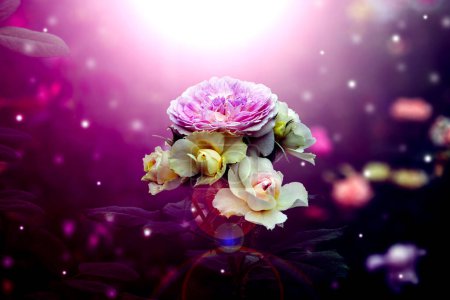 Photo for Bouquet of roses in midst of the glittering light  that sparkles under a burgundy tone looks dreamy and beautiful. - Royalty Free Image