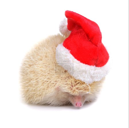 Photo for Albino hedgehog wearing red santa claus hat on white background. - Royalty Free Image