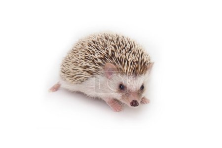 Photo for Little cute hedgehog was staring ahead with interest on white background. - Royalty Free Image