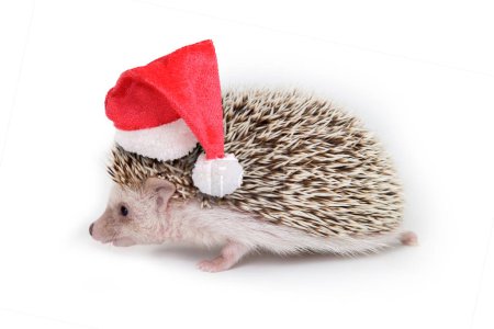 Photo for Sideview photo of cute hedgehog wearing red santa claus hat on white background. - Royalty Free Image