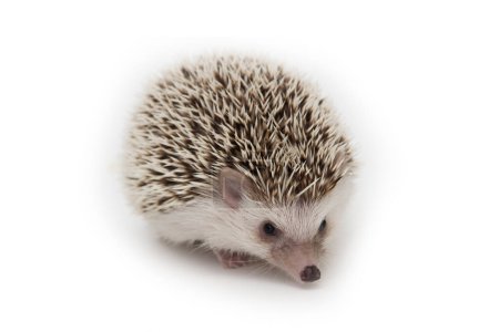Photo for Little cute hedgehog isolate on white background - Royalty Free Image