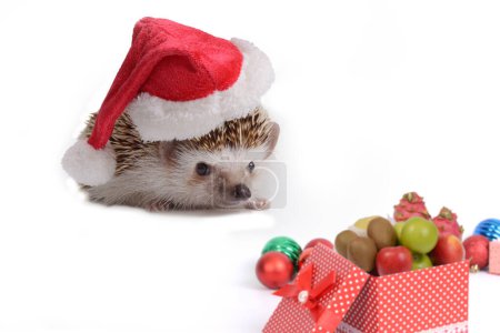 Photo for Little hedgehog wearing red santa claus hat looking at all presents and ornaments on white background. - Royalty Free Image