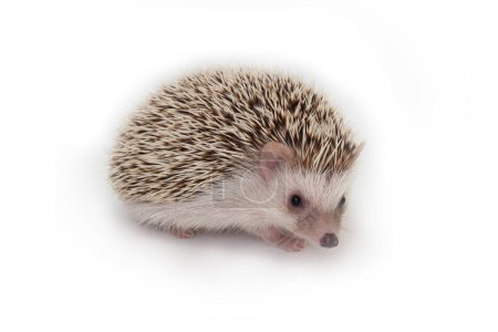 Photo for Studio shot photo of little hedgehog on white backgrpund. - Royalty Free Image