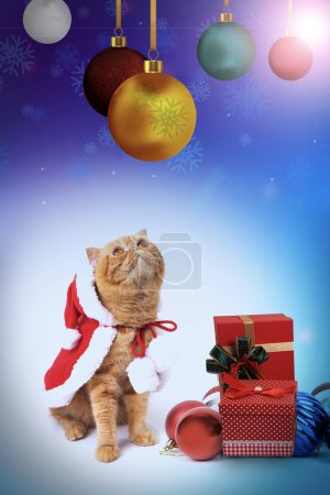 Téléchargez les photos : Scottish Fold chat portant le costume rouge du Père Noël regarde boule ornements de Noël sur fond dégradé avec des boîtes-cadeaux placées en face de lui. - en image libre de droit