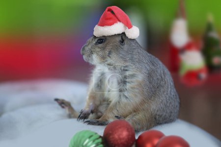 Téléchargez les photos : Chien de prairie portant le chapeau rouge du Père Noël attendant de se joindre à la célébration de Noël. - en image libre de droit