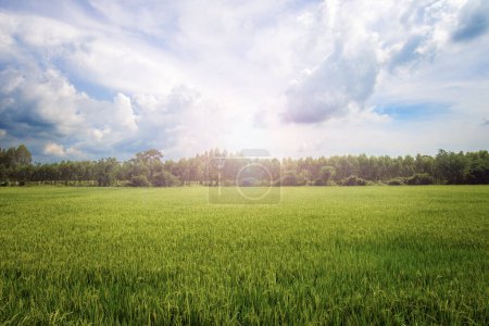 Téléchargez les photos : Image de paysage de rizière luxuriante verte avec ciel bleu et nuages blancs qui vue naturelle de l'agriculture sur l'Asie tropicale. - en image libre de droit