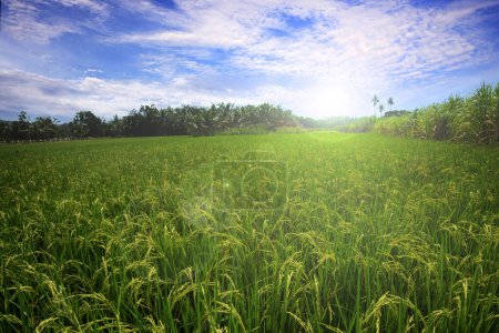 Photo for Beautiful view of green lush paddy field usually seen in south east asia. - Royalty Free Image